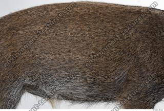 boar fur 0001